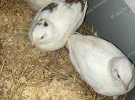 Female quails 6 weeks old