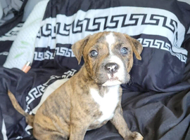 American bull staffy pups