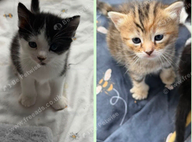 Beautiful kittens for sale