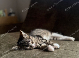 6 month old female kitten