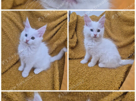 Gorgous maine coon babies ready now