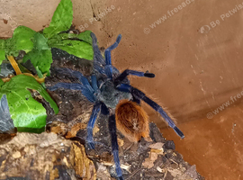 4 Male Tarantulas