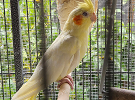 Cockatiels