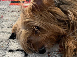 Yorkie mixed