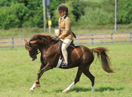 128 , brave pony, competed at RWAS