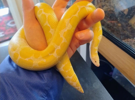 Snow Kenyan sand boa