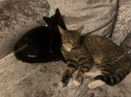 Beautiful Tabby   Beautiful Kittens Looking for Their Forever Home