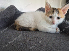 Tabby kittens and tortoiseshell kittens