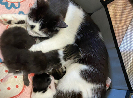 Kittens