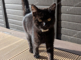 Friendly Black Shorthair Kitten