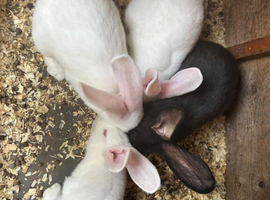 Continental Giant rabbits