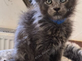 Maine coon pedigree kittens