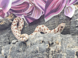 2026 hognose babies ready to go &pound;100ea