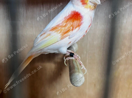 Red mosaic canary