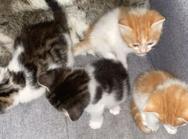 4 kittens