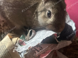 Netherland dwarf