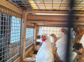 Free 2 male silkie cross pekins
