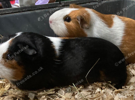 Guinea pigs for sale