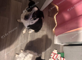 Border Collies (together only)