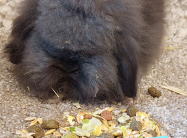 2 DM MINI LIONLOP Babys ready to reserve