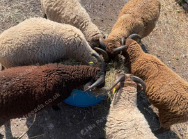 Shetland ram lambs