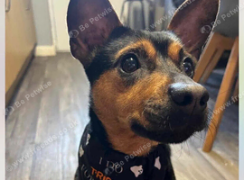 male patterjack for sale &pound;100