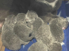 British Shortfur kittens 2 female & 4 male