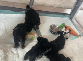 Gorgeous Home Raised Yorkshire Terrier Puppies