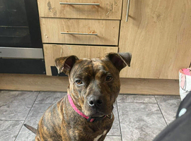 Looking for a stud to breed my girl