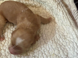1 week Old Sprocker Spaniel Pups