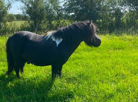 SA clear proven miniature registered stallion
