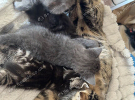 Lovely fluffy kitten's