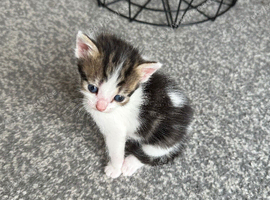 Kitten for adoption
