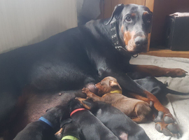 Lovely Euro Doberman pups