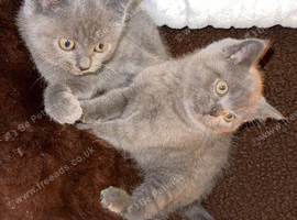 Solid Blue BSH Kittens for sale