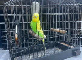 Hand reared budgie