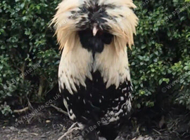 Polish Cockerel