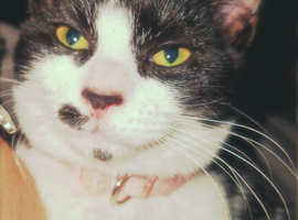6 month old kitten for sale