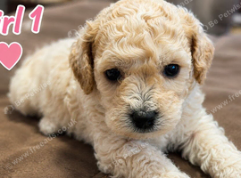 Adorable Bichon &times; Cockapoo Puppies - Only 4 Left!