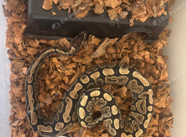 2 x Ball Pythons