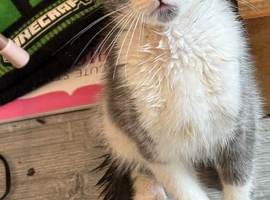 kitten six months old