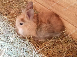 9 week old baby rabbits available now