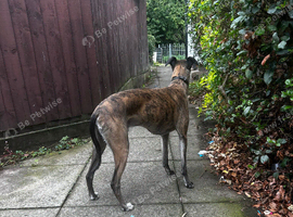 ONLY 3 LEFTUpdated (eyes now open) 3stunning Whippet x Belgian Malinois Puppies