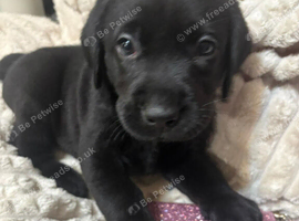 5 labrador puppys