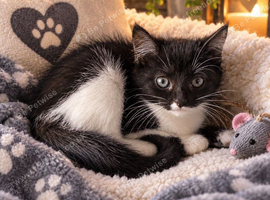 Last 2 Girl Kittens Black And White
