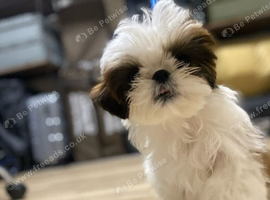 Loving Shih Tzu Looking for a Forever Home️️