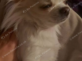 Teacup longhaired chihuahua