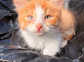 Kitten