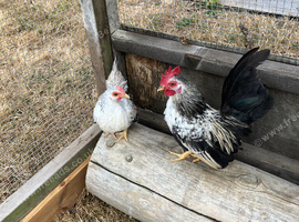 Young pair of Serema bantams