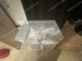 Male Syrian hamster